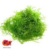 Java Moss Vesicularia Dubyana